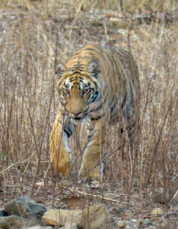 Aamod Villa Tiger safari by aamod villa