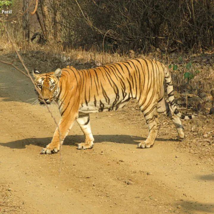 Tiger safari - bor tiger reserve rahati gate - pure veg