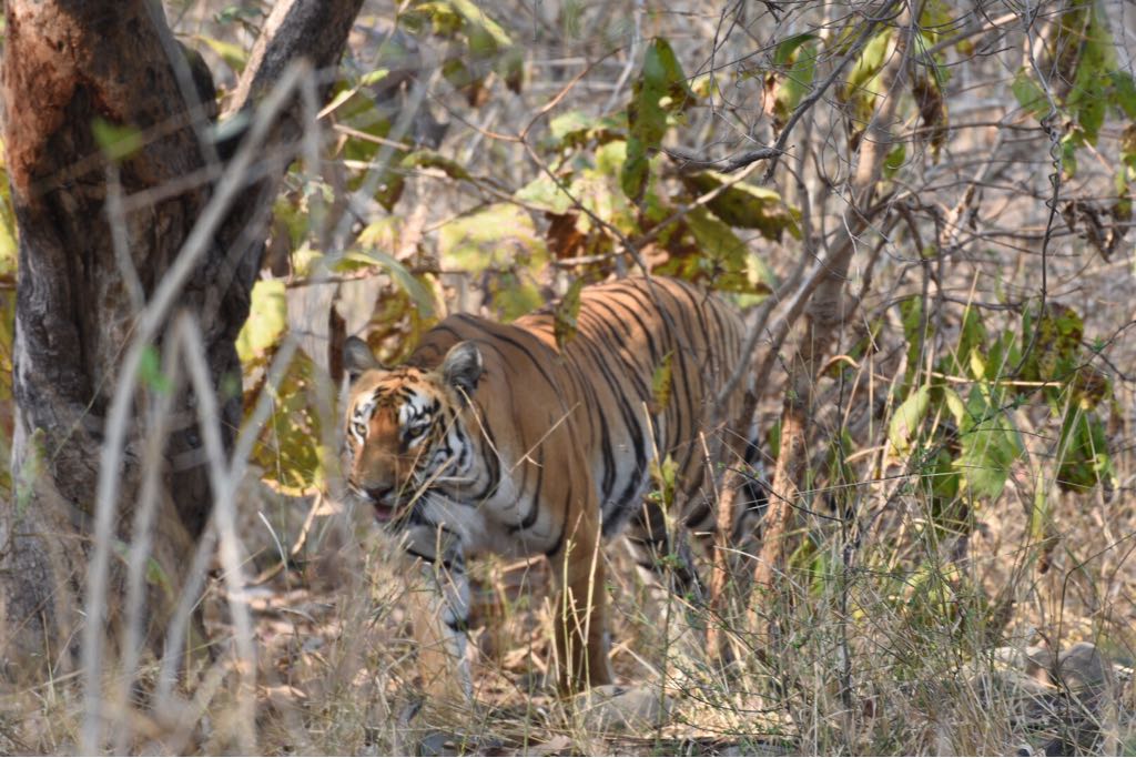 Tiger safari - bor tiger reserve dhaga gate - pure veg