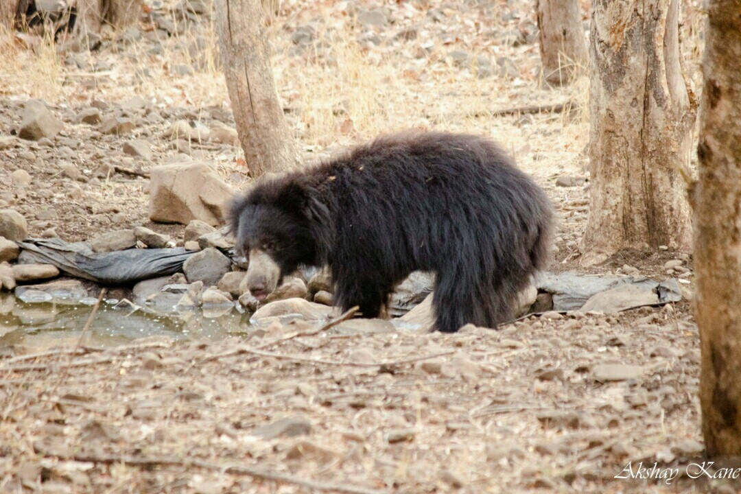 Tiger safari - bor tiger reserve adegoan gate - pure veg